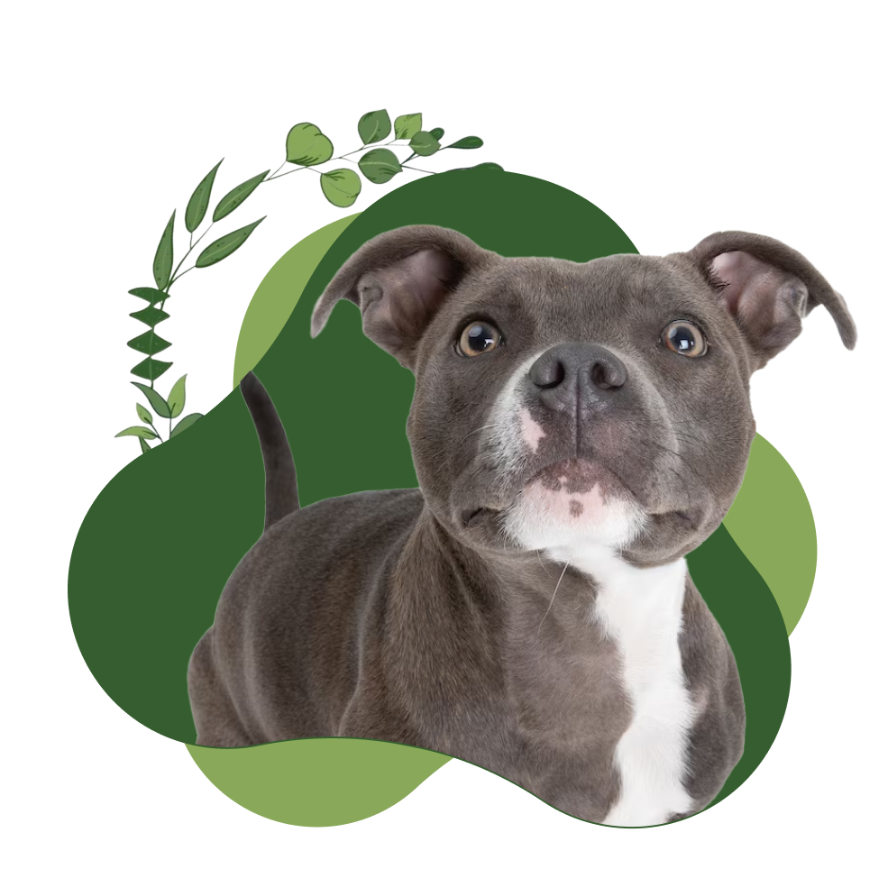 Premium mobile dog grooming salon with a quiet generator for a calm pet grooming experience.