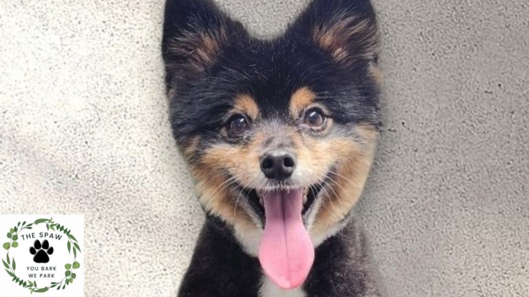 Looking for affordable mobile dog grooming services in Thornton? The Spaw provides professional grooming at competitive prices right at your doorstep.