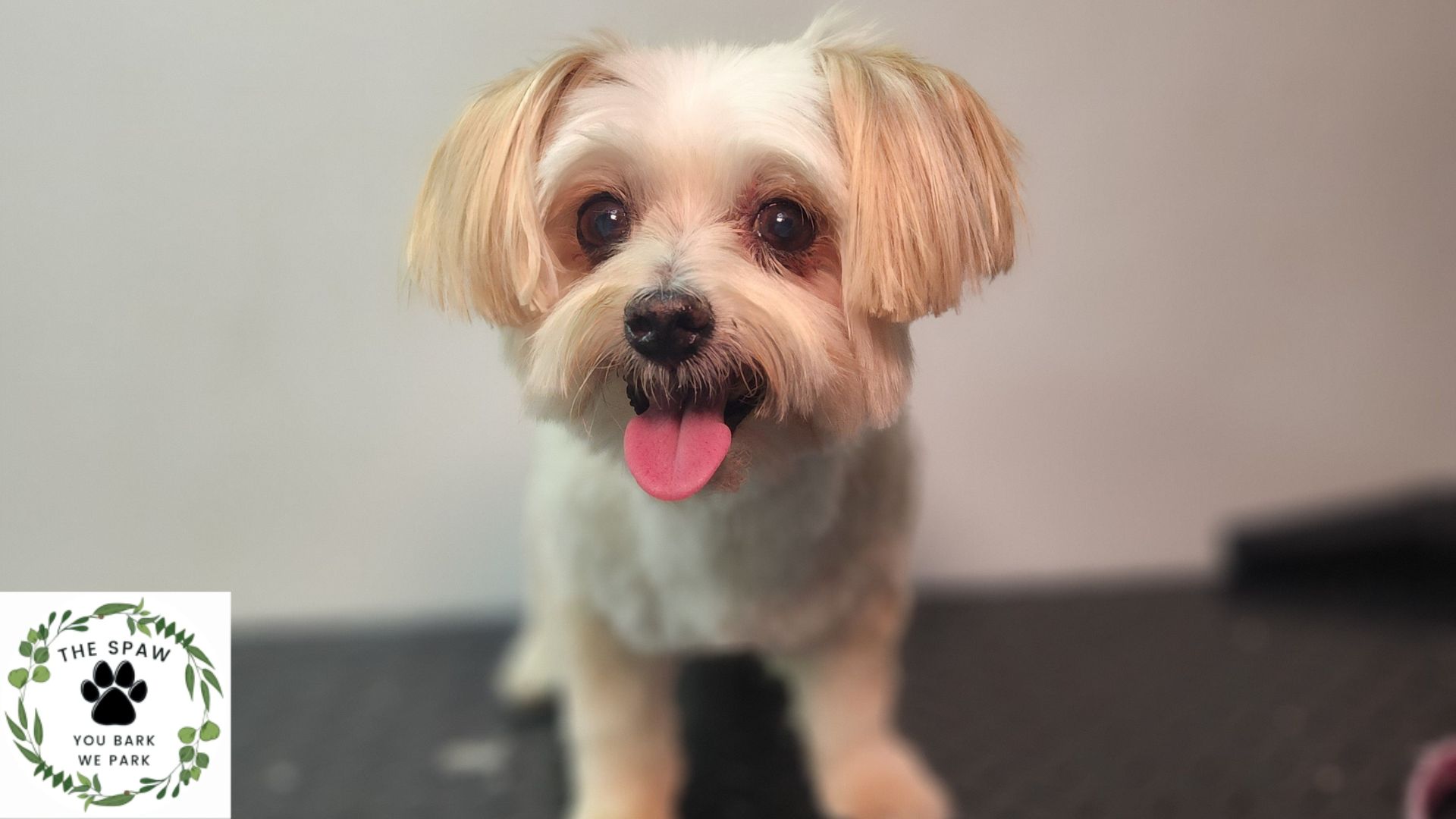 View of Benefits of Mobile Dog Grooming for Busy Owners | The Spaw