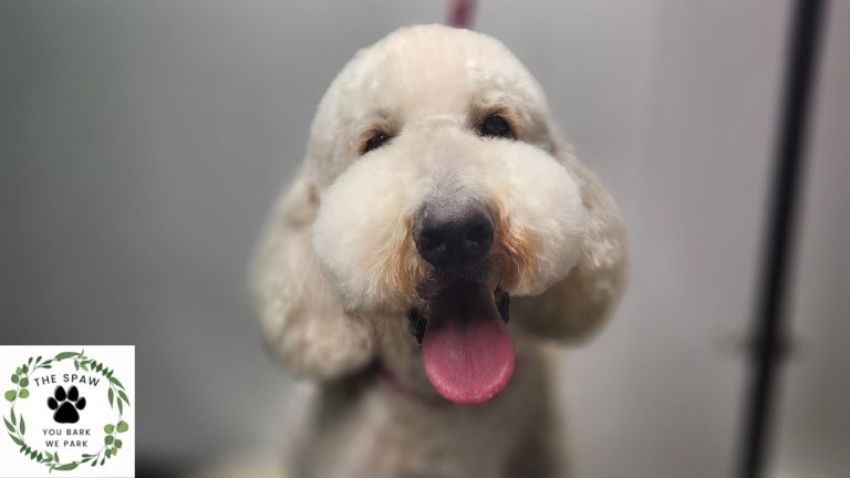Tips for mobile grooming large dogs in Thornton. The Spaw shares expert advice to ensure your big dog gets the best grooming experience on the go.