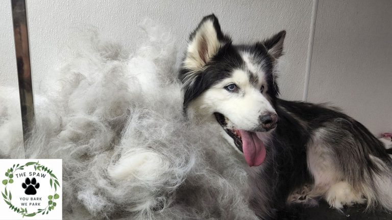 Discover how to enjoy stress-free mobile dog grooming in Thornton with The Spaw. Our expert groomers provide convenient, gentle care for your pet right at your doorstep.