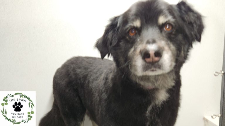 Looking for the best mobile pet groomers in Thornton? The Spaw provides top-quality, convenient grooming services that make caring for your pet easy and stress-free.