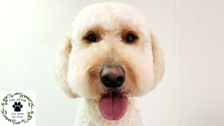 Looking for affordable mobile dog grooming options in Thornton? The Spaw offers professional grooming services at competitive prices, delivered right to your door.