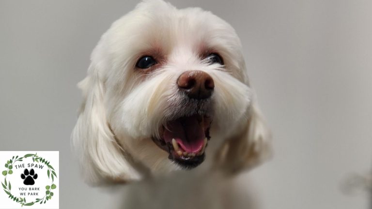 Discover the benefits of eco-friendly dog grooming in Thornton. The Spaw offers sustainable, pet-safe grooming services that are good for your dog and the environment.