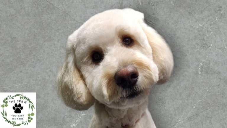 Discover the benefits of mobile dog grooming in Thornton. The Spaw offers convenient, professional grooming services right at your door, saving you time and stress.