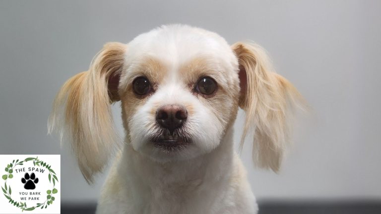 Learn why mobile dog grooming in Thornton is the best choice for your pet. The Spaw offers convenient, professional grooming services right at your doorstep.