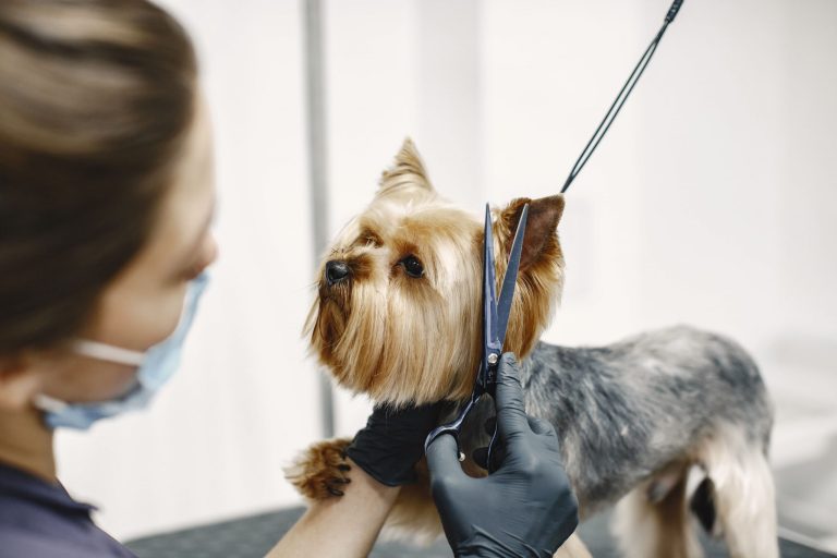 A groomer trims a Yorkshire Terrier's fur with scissors.