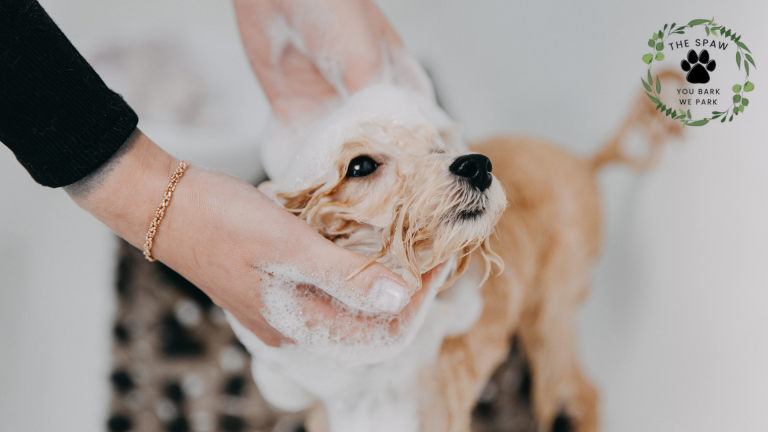Learn how mobile pet grooming transforms stressful salon visits into relaxing at-home experiences that pamper your furry friend.