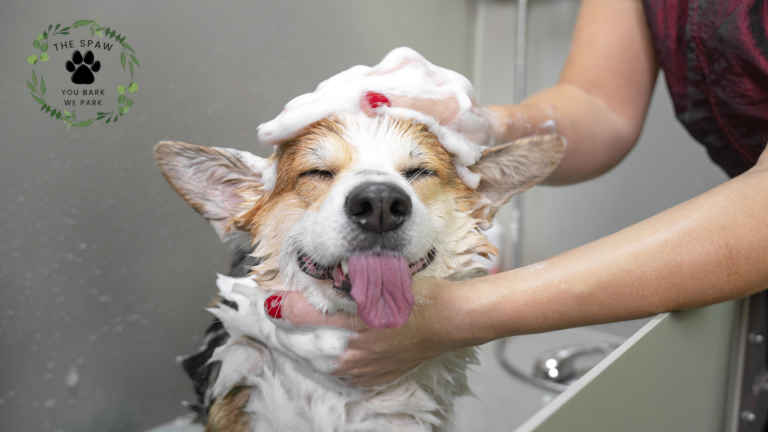 Busy pet parents discover why mobile dog grooming saves precious time and reduces stress - but there's more to the convenience story.