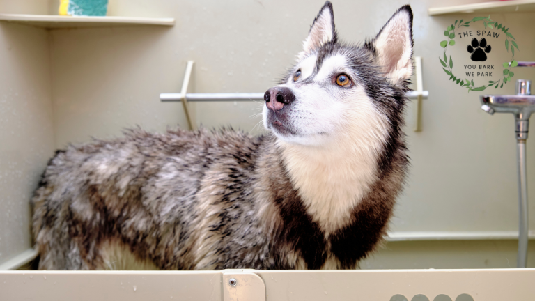 Discover professional mobile grooming services for large dogs in Thornton, bringing expert care directly to your doorstep with specialized equipment.