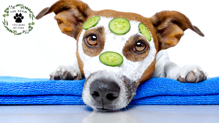 Professional dog groomers bring full-service mobile pet salons to Erie homes, transforming your furry friend without the stress of travel.