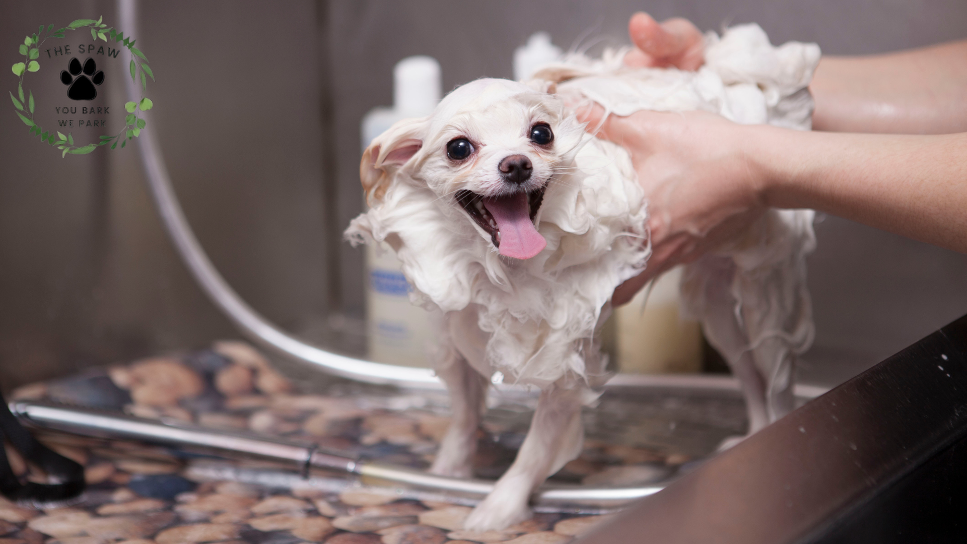 View of Mobile Grooming For Anxious Dogs Made Easy - The Spaw