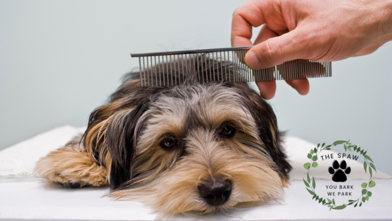 Wondering how Erie's pet groomers calm anxious furry friends during grooming sessions? Discover proven techniques that transform stressful visits into peaceful experiences.