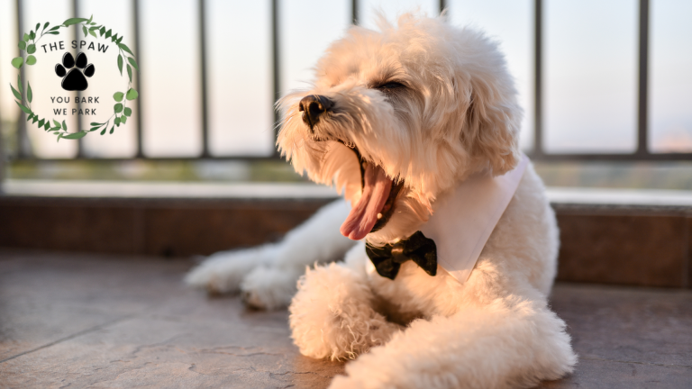 Mobile dog grooming in Colorado saves time and reduces pet stress, but there's more to discover about this convenient service…