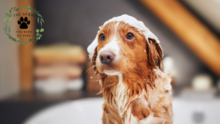 A skilled mobile pet groomer masters far more than just bathing and brushing—discover the essential qualities that set experts apart.