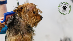 The Spaw delivers stress-free mobile dog grooming directly to your doorstep, combining convenience with professional expertise for your beloved pet's comfort.