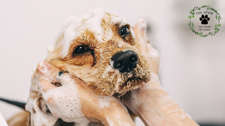 Anxious pups thrive with Erie's mobile dog grooming service, delivering stress-free pampering and saving pet parents precious time.
