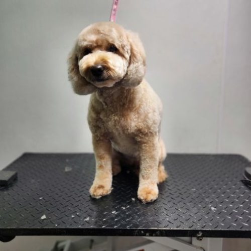 The Spaw Co Gallery 7